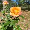 dinorah83